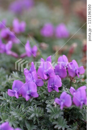 エゾオヤマノエンドウ4 エゾオヤマノエンドウ4 115196360