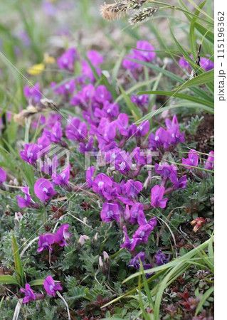 エゾオヤマノエンドウ5 エゾオヤマノエンドウ5 115196362