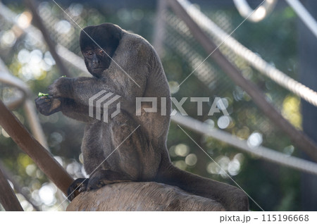 ウーリーモンキー 115196668