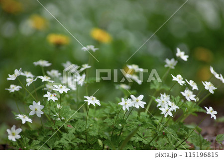 二輪草の咲く森 115196815