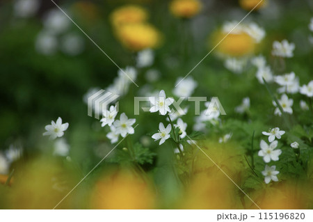 二輪草の咲く森 115196820