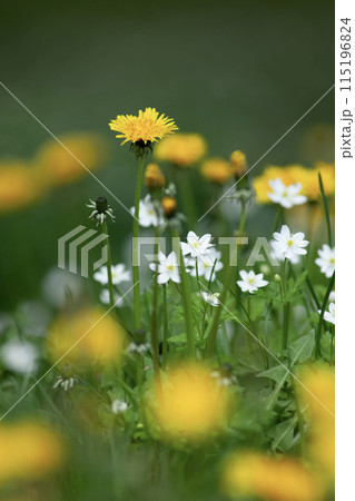 二輪草の咲く森 二輪草の咲く森 115196824