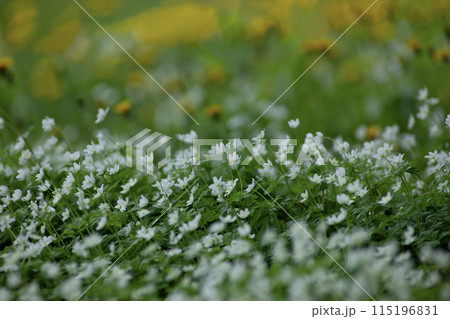 二輪草の咲く森 115196831