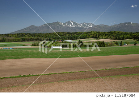 早春の丘 115197084