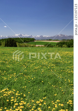 タンポポの大地 115197123