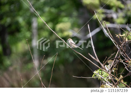 可愛いアカモズ 115197239