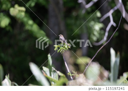可愛いアカモズ 可愛いアカモズ 115197241