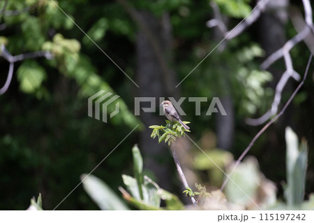 可愛いアカモズ 115197242