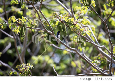 青い鳥オオルリ 115197285