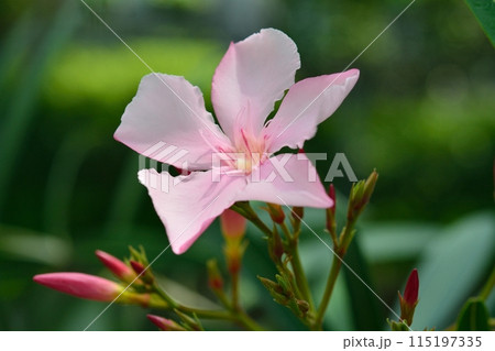 ピンク色のキョウチクトウの花 ピンク色のキョウチクトウの花 115197335
