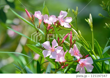 ピンク色のキョウチクトウの花 ピンク色のキョウチクトウの花 115197347