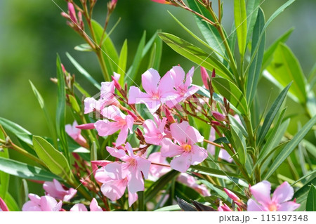 ピンク色のキョウチクトウの花 ピンク色のキョウチクトウの花 115197348