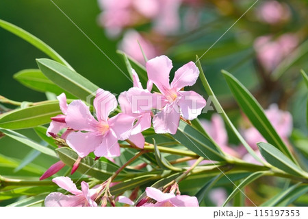 ピンク色のキョウチクトウの花 ピンク色のキョウチクトウの花 115197353