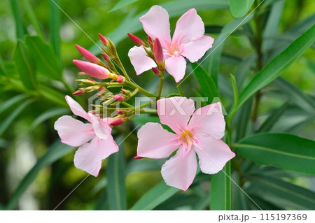 ピンク色のキョウチクトウの花 ピンク色のキョウチクトウの花 115197369