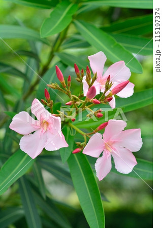 ピンク色のキョウチクトウの花 ピンク色のキョウチクトウの花 115197374