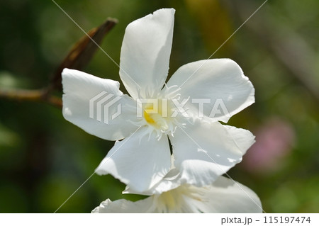 白色のキョウチクトウの花 白色のキョウチクトウの花 115197474
