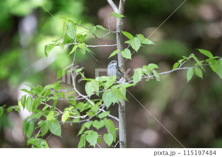 春を告げる鶯 春を告げる鶯 115197484