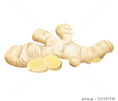 Beige ginger root and slices watercolor illustration isolated on white background. Cooking vegetable herb and horseradish spice for kitchen spices designs, cookbooks and organic products 115197536