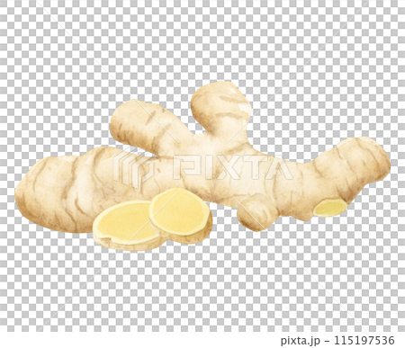 Beige ginger root and slices watercolor illustration isolated on white background. Cooking vegetable herb and horseradish spice for kitchen spices designs, cookbooks and organic products 115197536