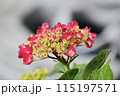 赤いランタナの花 115197571