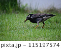 芝生の鳥 115197574