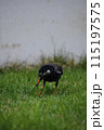 芝生の鳥 115197575