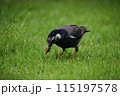 芝生の鳥 115197578