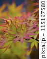 紅葉したモミジ 115197580