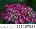 雨に濡れたピンクの紫陽花 115197582