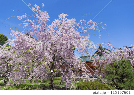 京都　平安神宮　神苑の枝垂れ桜　 115197601