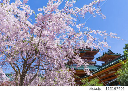 京都 平安神宮 神苑の枝垂れ桜 京都 平安神宮 神苑の枝垂れ桜 115197603