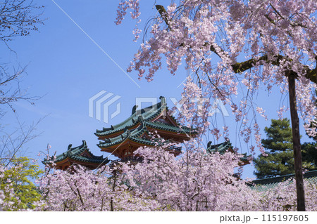 京都　平安神宮　神苑の枝垂れ桜　 115197605