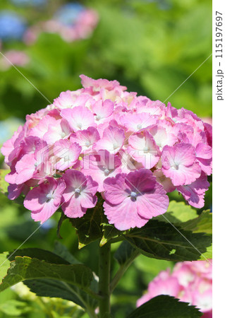 あじさい あじさい 115197697