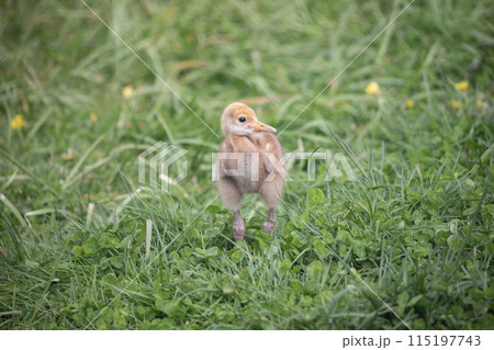 可愛い表情のタンチョウツルのヒナ 115197743