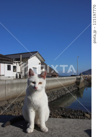 瀬戸内海の島の猫・堤防の上でくつろぐ猫【香川県・佐柳島】 瀬戸内海の島の猫・堤防の上でくつろぐ猫【香川県・佐柳島】 115197770