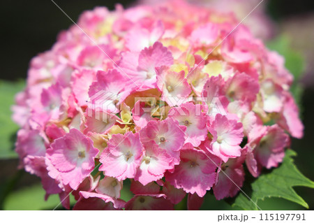 あじさい 115197791