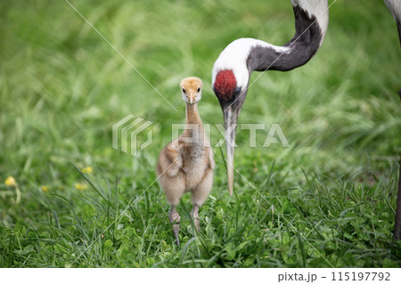 可愛い表情のタンチョウツルのヒナ 115197792