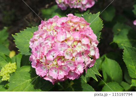 あじさい 115197794