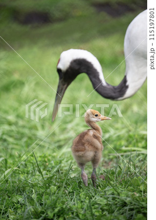 可愛い表情のタンチョウツルのヒナ 可愛い表情のタンチョウツルのヒナ 115197801