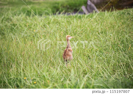 可愛い表情のタンチョウツルのヒナ 可愛い表情のタンチョウツルのヒナ 115197807