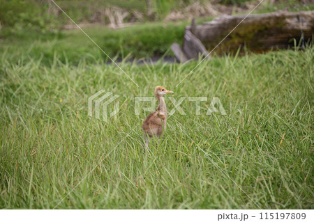 可愛い表情のタンチョウツルのヒナ 115197809