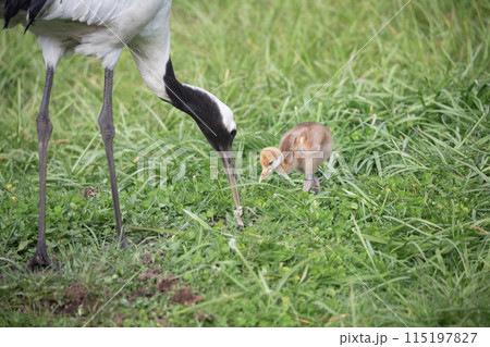 可愛い表情のタンチョウツルのヒナ 可愛い表情のタンチョウツルのヒナ 115197827
