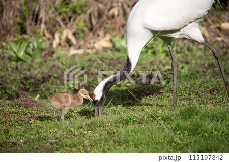 可愛い表情のタンチョウツルのヒナ 可愛い表情のタンチョウツルのヒナ 115197842