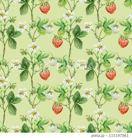 Strawberry seamless pattern. Bushes with berries, leaves and flowers. Watercolor illustration on a green background. Packaging paper, textiles, covers Strawberry seamless pattern. Bushes with berries, leaves and flowers. Watercolor illustration on a green background. Packaging paper, textiles, covers 115197861