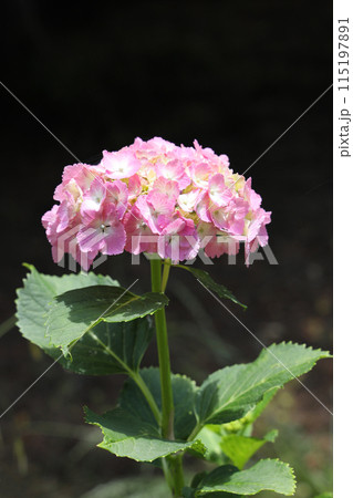 あじさい 115197891