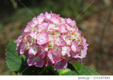 あじさい あじさい 115197893