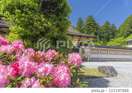 高野山別格本山　西南院　本堂としゃくなげの花 115197988