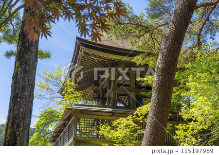 高野山　壇上伽藍　六時の鐘　えにしだ(金雀枝)が咲き誇る 115197989