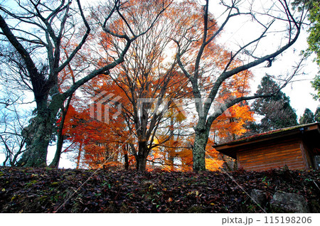 鳥取県若桜町、秋の鬼ケ城城址です。 115198206