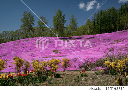 滝上芝桜公園 115198212